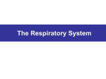 11_1_2-respiratory_system