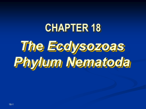 ch18Nematoda