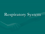 Respiratory System