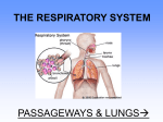 THE RESPIRATORY SYSTEM