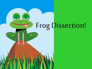 Frog Dissection new - nicolejohnson-garric