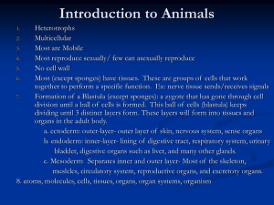 Introduction to Animals