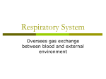 respiratory system ppt notes