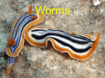 Worms - Cloudfront.net