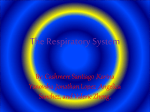 The Respiratory System