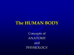 The HUMAN BODY