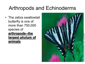 What Is an Arthropod?