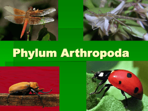 Phylum Arthropoda