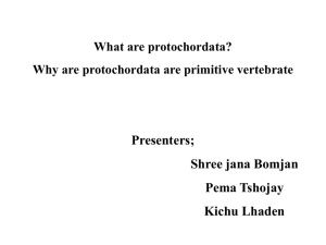 Protochordata