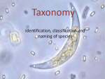 Taxonomy