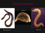 Phylum Annelida