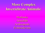 More Complex Invertebrate Animals: