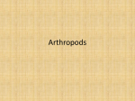 Arthropods Notes