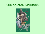 THE ANIMAL KINGDOM