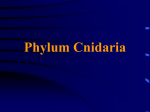 Phylum Cnidaria - University of Evansville Faculty Web sites