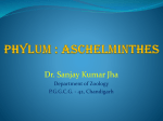 Phylum : Aschelminthes - GCG-42