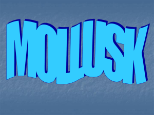 Mollusk - Kellam High School Oceanography Main Menu