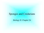 Sponges and Cnidarians