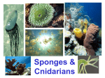 Sponges & Cnidarians