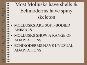 Most Mollusks have shells & Echinoderms have spiny skeleton