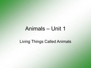 Animals - Trunity