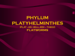 PHYLUM PLATYHELMINTHES (PLAT –EE- HELL