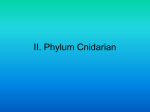 II. Phylum Cnidarian