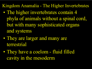 Higher Invertebrate Notes