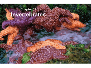 Invertebrates