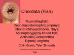 Chordata (Fish)