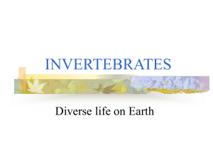 INVERTEBRATES