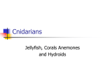 Cnidarians_Teacher