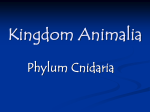 Kingdom Animalia