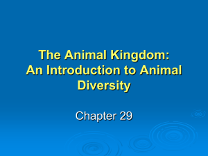 Intro to Animals