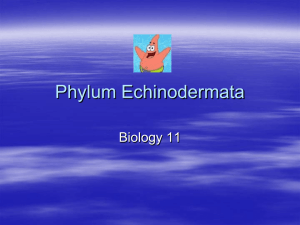 Phylum Echinodermata