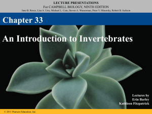 33_An Introduction to Invertebrates (a)