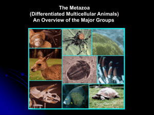 The Metazoa