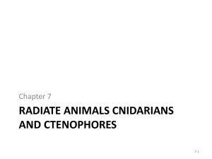 Radiate animals Cnidarians and Ctenophores