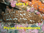 Unit 6.2 - Echinodermata - Jutzi