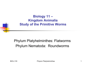 Primitive excretory system