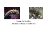 Invertebrates