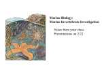 MarineBiology - Invertebrate Investigation Notes (Powerpoint)