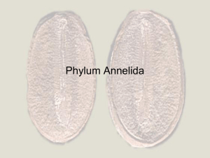 Phylum Annelida