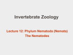 PowerPoint 12: Nematoda 1