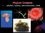 Phylum Cnidaria