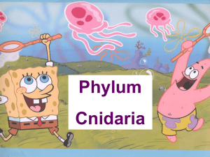 phylum-cnidaria