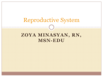 Reproductive System