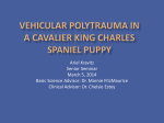 Vehicular Polytrauma in a Cavelier King Charles Puppy