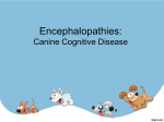 CanineCognitiveDisease