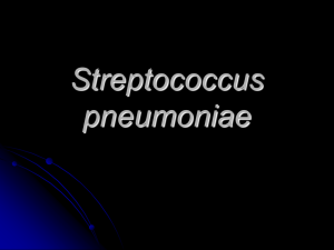 Streptococcus pneumoniae